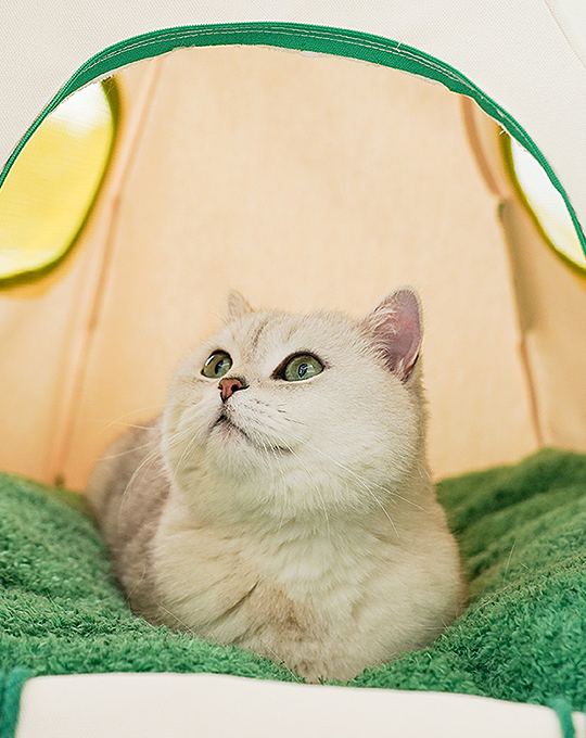 Willow Pet Tent Cave for Cats, Cat Bed for Indoor Cats