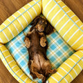 Sunny Stripes Pet Bed detail image
