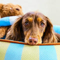 Aqua Striped Pet Bed detail image