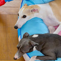Zeeze Striped Pet Bed detail image