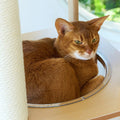 Cypress Cat Tree Set detail image