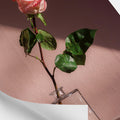 Decoration: Pink Rose Wall Art-Le Di Vita- | Le Di Vita