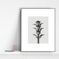 Decoration: Daisy Calyx Wall Art, 40*50 cm-Le Di Vita- | Le Di Vita