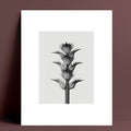 Decoration: Daisy Calyx Wall Art, 40*50 cm-Le Di Vita-1- | Le Di Vita
