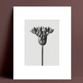 Decoration: Daisy Calyx Wall Art, 40*50 cm-Le Di Vita-2- | Le Di Vita