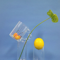 Clear Glass Mug, Cylindric Cup-Le Di Vita- | Le Di Vita