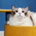 Star Cat Climber, Cat Tree, Boucle-Le Di Vita- | Le Di Vita