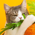 Calo's Carrot, Cat Toy, Hemp Rope, Cat Scratcher-Le Di Vita- | Le Di Vita